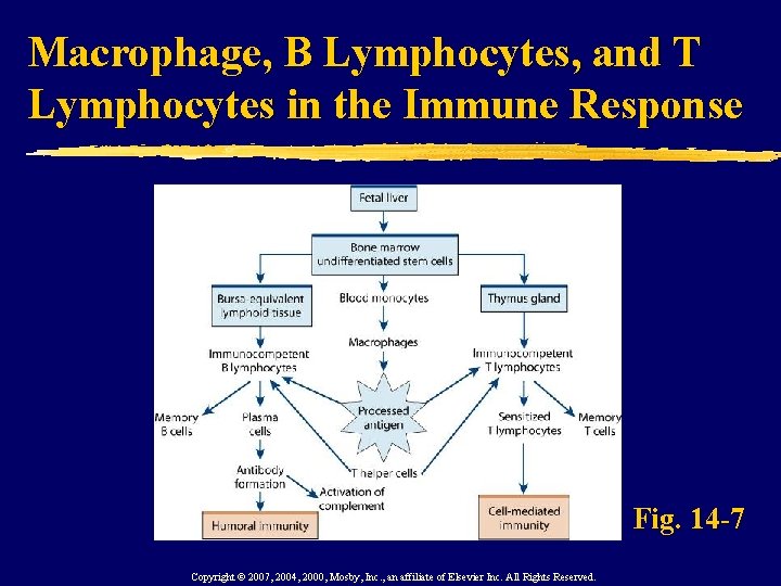 Macrophage, B Lymphocytes, and T Lymphocytes in the Immune Response Fig. 14 -7 Copyright
