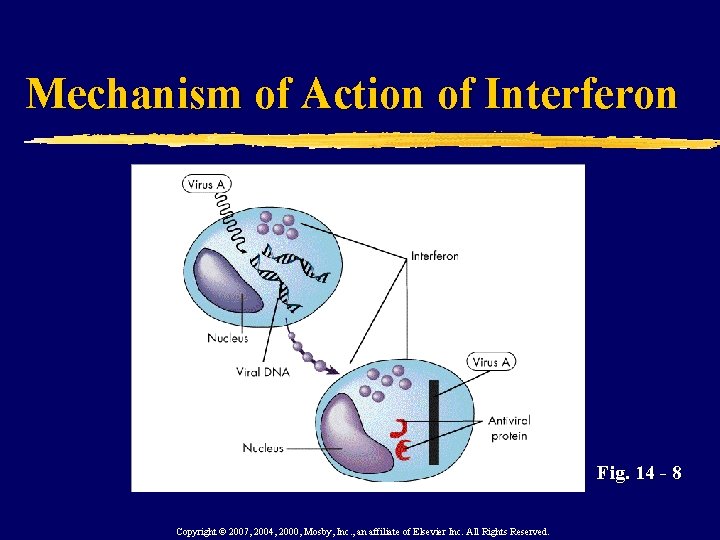 Mechanism of Action of Interferon Fig. 14 - 8 Copyright © 2007, 2004, 2000,