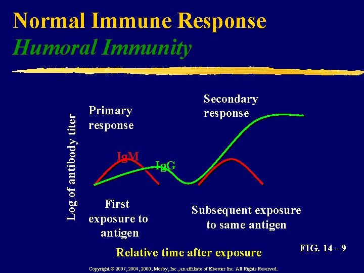 Log of antibody titer Normal Immune Response Humoral Immunity Secondary response Primary response Ig.