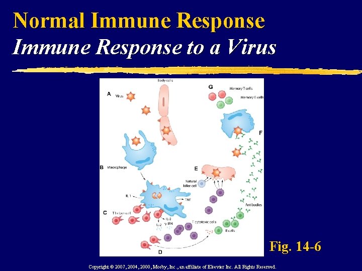 Normal Immune Response to a Virus Fig. 14 -6 Copyright © 2007, 2004, 2000,