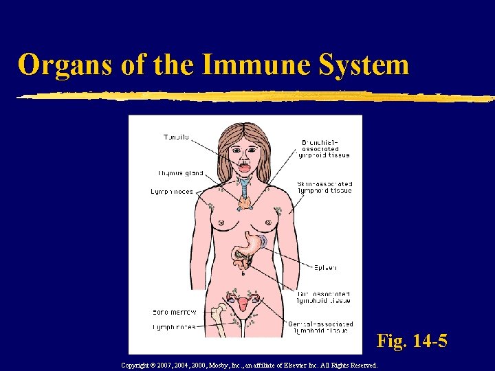 Organs of the Immune System Fig. 14 -5 Copyright © 2007, 2004, 2000, Mosby,