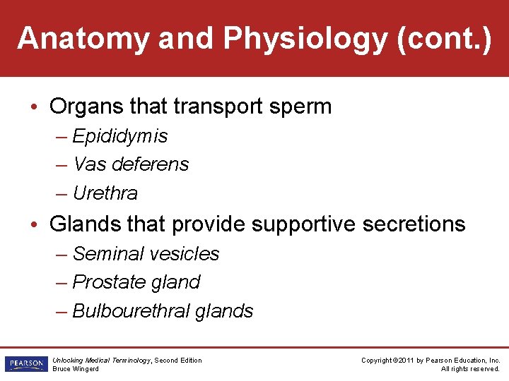 Anatomy and Physiology (cont. ) • Organs that transport sperm – Epididymis – Vas