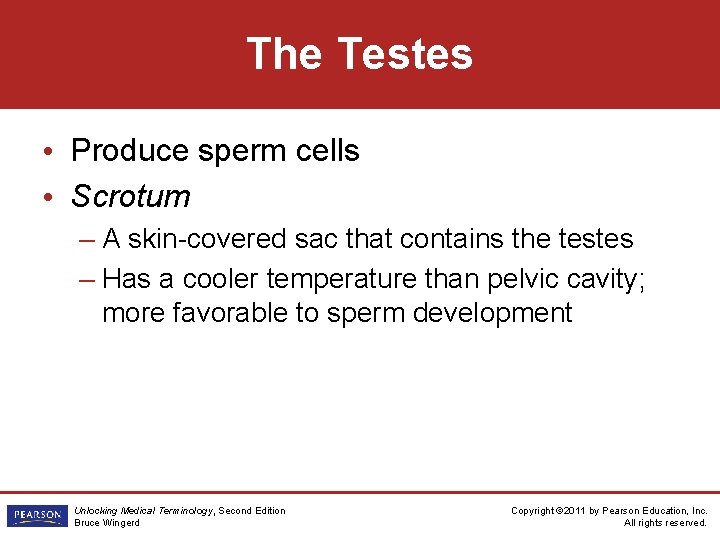 The Testes • Produce sperm cells • Scrotum – A skin-covered sac that contains
