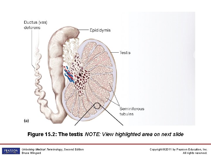 Figure 15. 2: The testis NOTE: View highlighted area on next slide Unlocking Medical