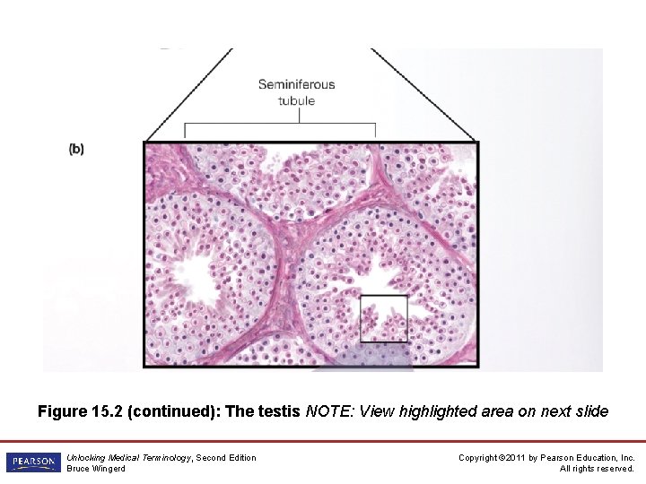 Figure 15. 2 (continued): The testis NOTE: View highlighted area on next slide Unlocking