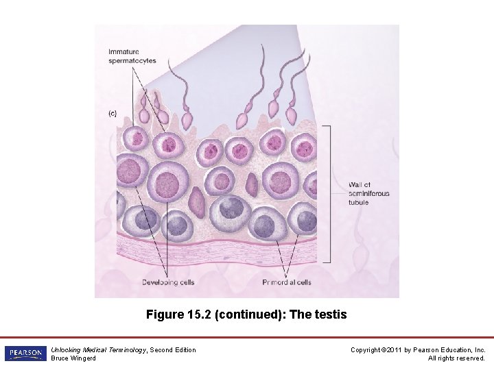 Figure 15. 2 (continued): The testis Unlocking Medical Terminology, Second Edition Bruce Wingerd Copyright