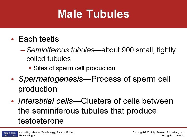 Male Tubules • Each testis – Seminiferous tubules—about 900 small, tightly coiled tubules §