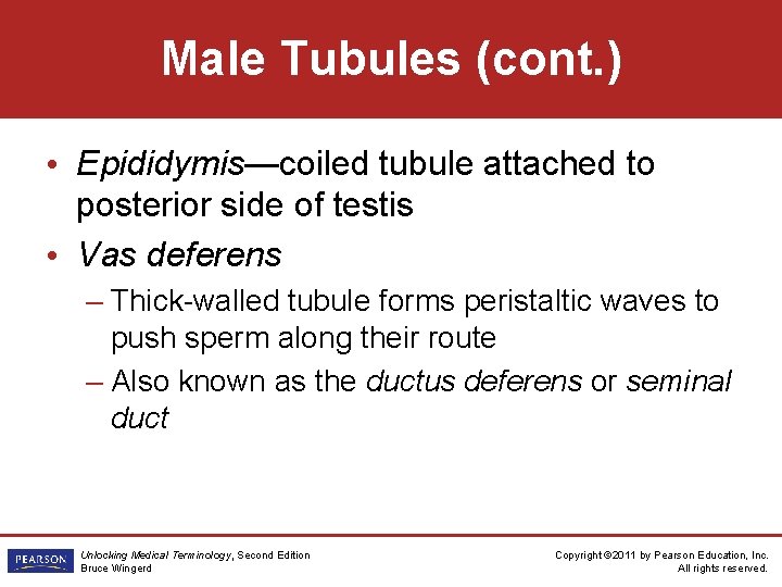 Male Tubules (cont. ) • Epididymis—coiled tubule attached to posterior side of testis •