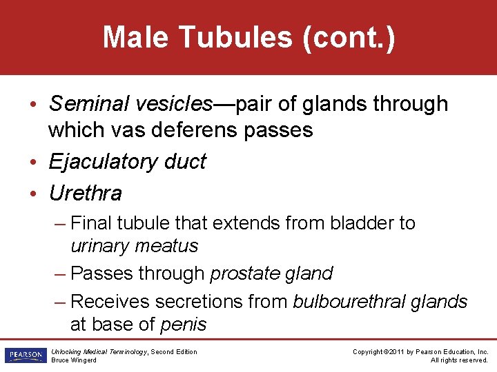 Male Tubules (cont. ) • Seminal vesicles—pair of glands through which vas deferens passes