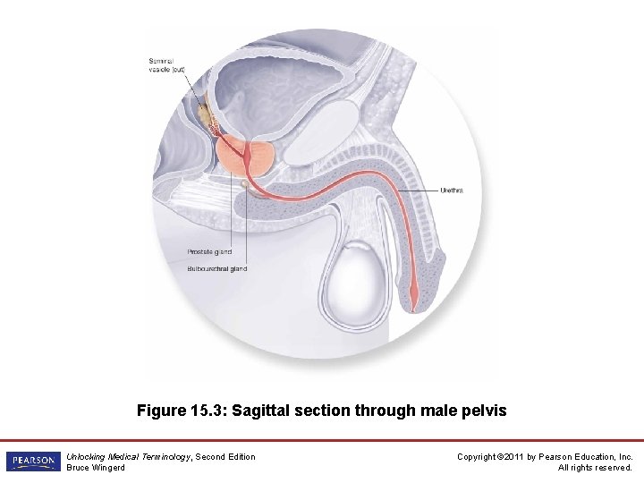 Figure 15. 3: Sagittal section through male pelvis Unlocking Medical Terminology, Second Edition Bruce
