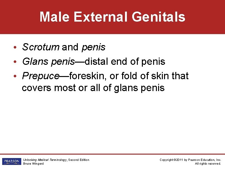 Male External Genitals • Scrotum and penis • Glans penis—distal end of penis •