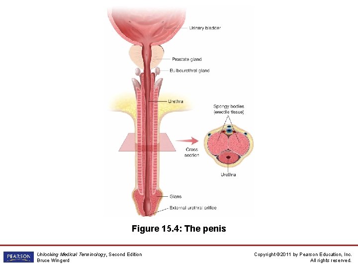 Figure 15. 4: The penis Unlocking Medical Terminology, Second Edition Bruce Wingerd Copyright ©