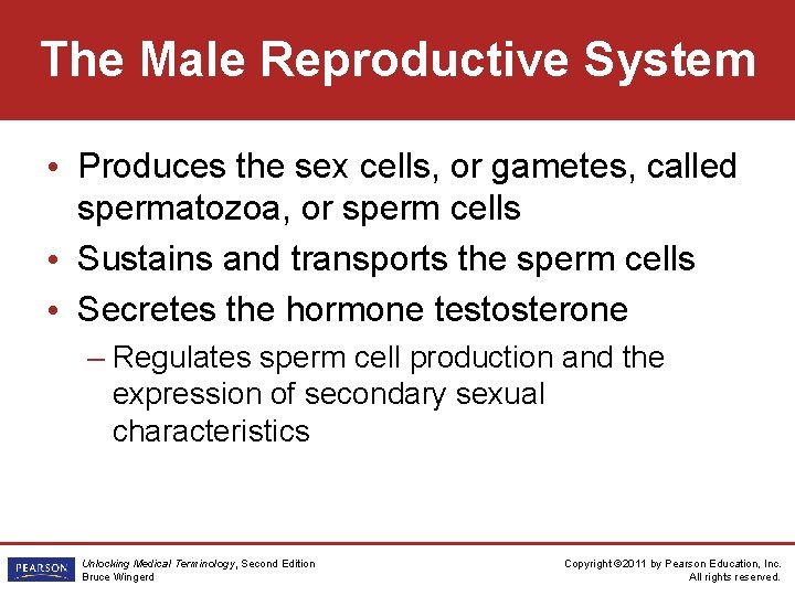 The Male Reproductive System • Produces the sex cells, or gametes, called spermatozoa, or