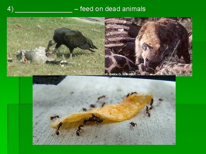 4) ________ – feed on dead animals 