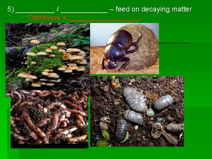 5) _____ / ______ – feed on decaying matter Detritivore = _________ 