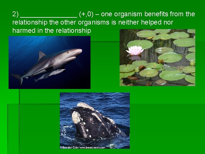 2) ________ (+, 0) – one organism benefits from the relationship the other organisms