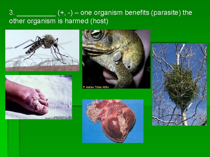 3. _____ (+, -) – one organism benefits (parasite) the other organism is harmed