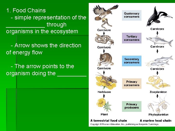 1. Food Chains - simple representation of the ______ through organisms in the ecosystem