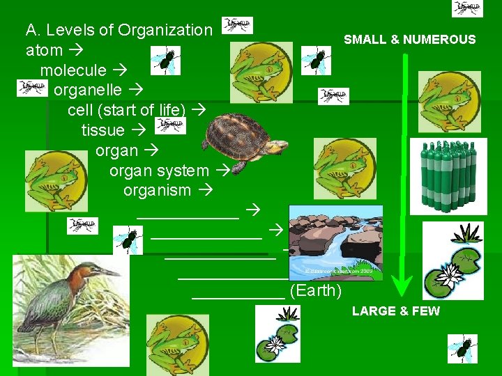 A. Levels of Organization SMALL & NUMEROUS atom molecule organelle cell (start of life)