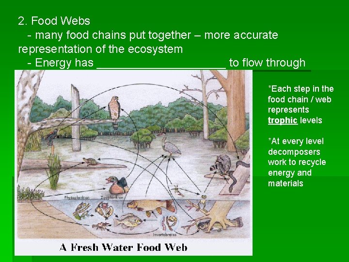2. Food Webs - many food chains put together – more accurate representation of
