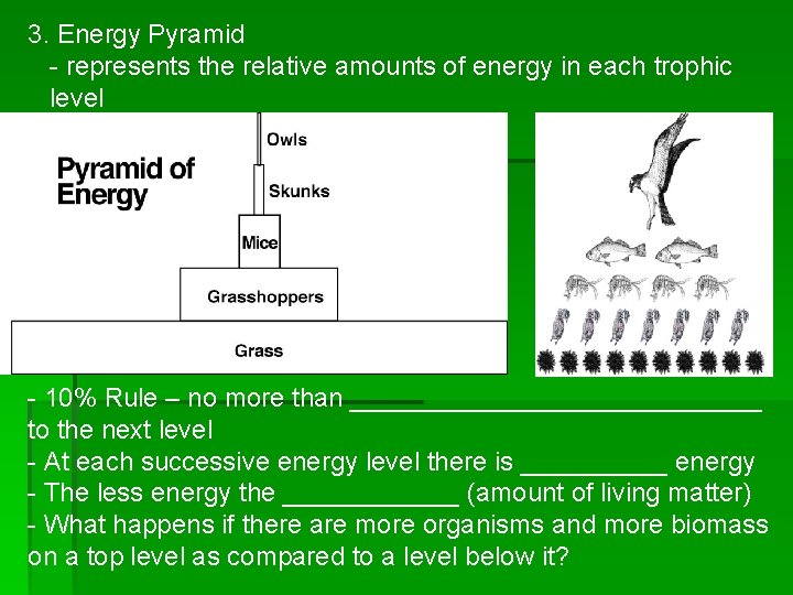3. Energy Pyramid - represents the relative amounts of energy in each trophic level
