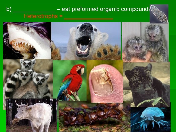 b) _______ – eat preformed organic compounds Heterotrophs = ________ 