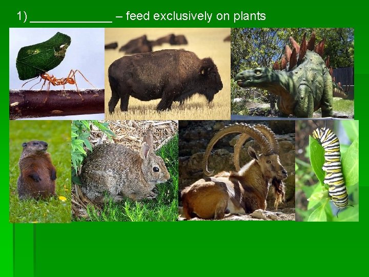 1) ______ – feed exclusively on plants 