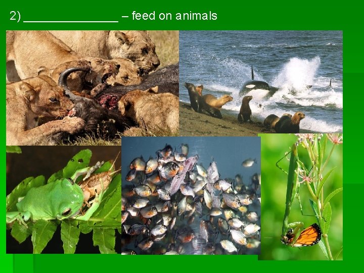 2) _______ – feed on animals 