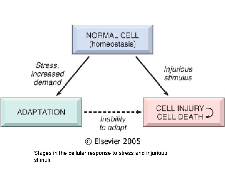 Stages in the cellular response to stress and injurious stimuli. 