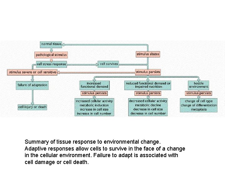 Summary of tissue response to environmental change. Adaptive responses allow cells to survive in