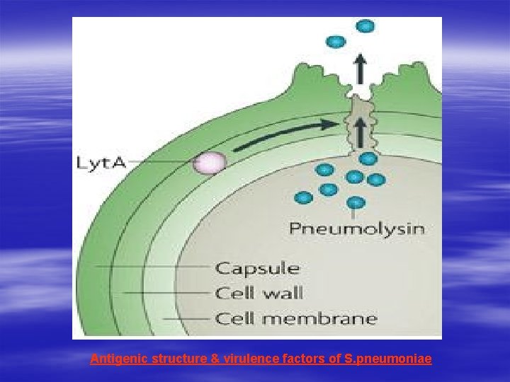 Antigenic structure & virulence factors of S. pneumoniae Antigenic structure & virulence factors of S. pneumoniae