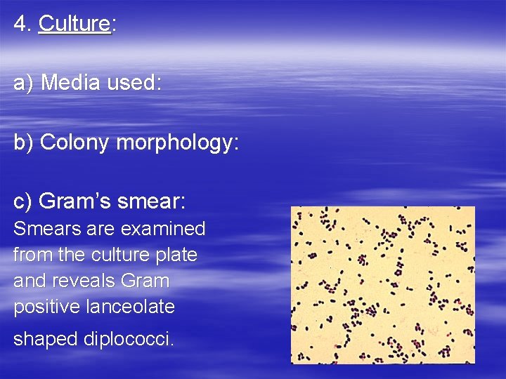 4. Culture: a) Media used: b) Colony morphology: c) Gram’s smear: Smears are examined 4. Culture: a) Media used: b) Colony morphology: c) Gram’s smear: Smears are examined