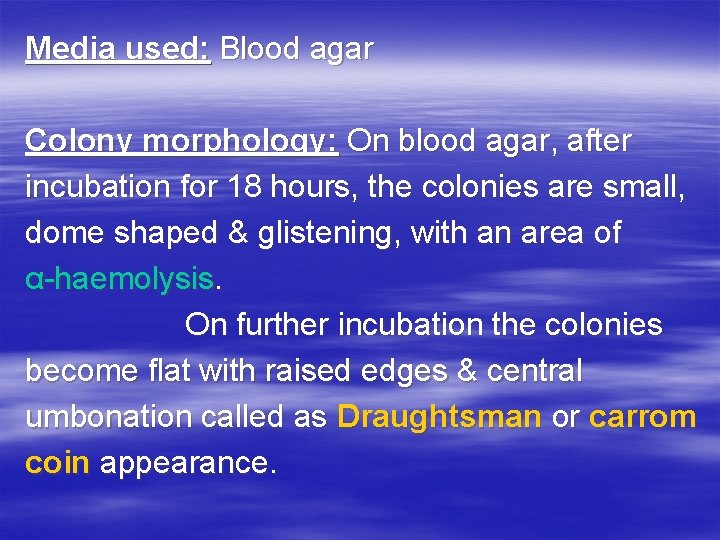 Media used: Blood agar Colony morphology: On blood agar, after incubation for 18 hours, Media used: Blood agar Colony morphology: On blood agar, after incubation for 18 hours,