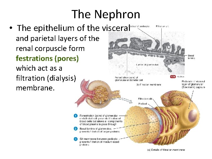 The Nephron • The epithelium of the visceral and parietal layers of the renal