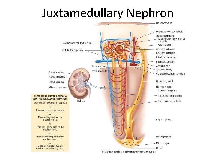 Juxtamedullary Nephron 