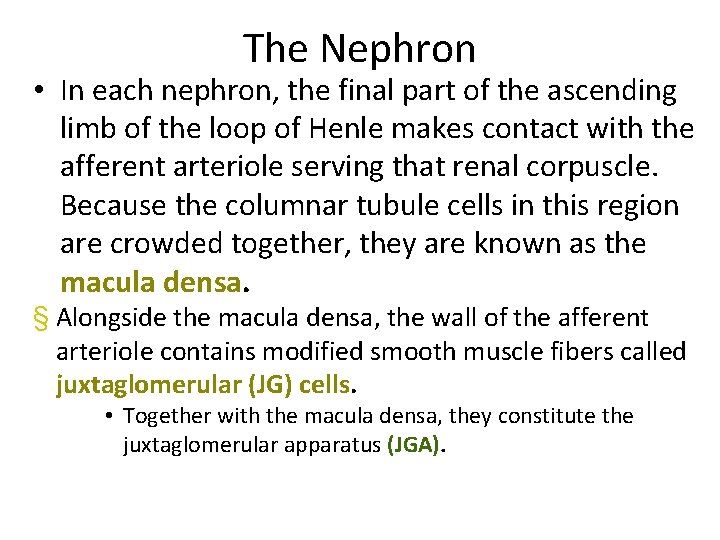 The Nephron • In each nephron, the final part of the ascending limb of