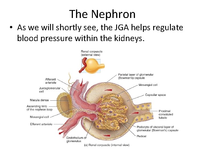 The Nephron • As we will shortly see, the JGA helps regulate blood pressure