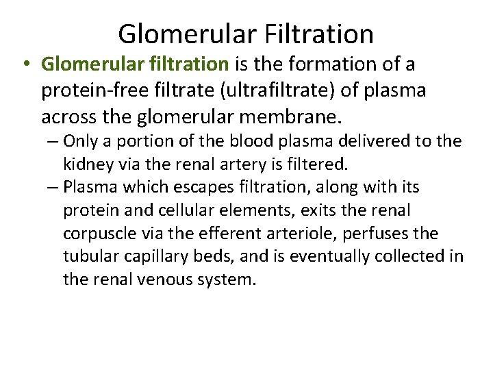 Glomerular Filtration • Glomerular filtration is the formation of a protein-free filtrate (ultrafiltrate) of