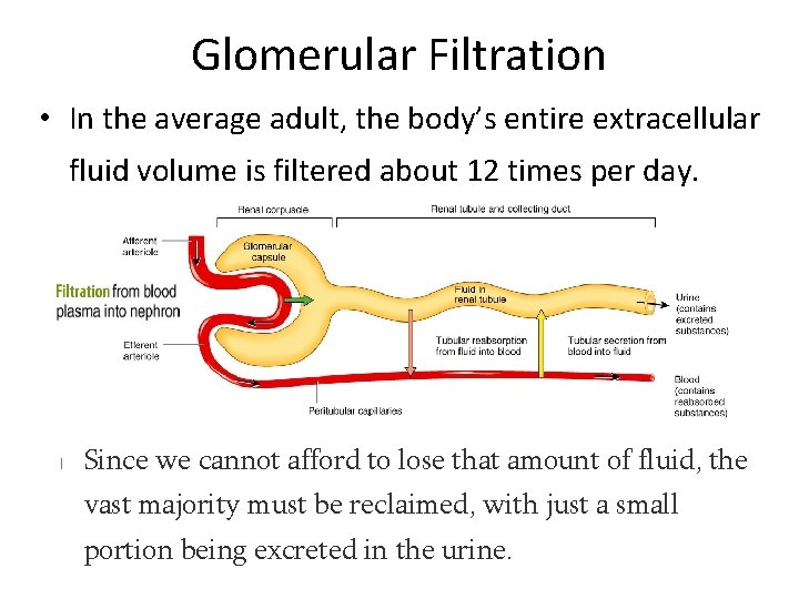 Glomerular Filtration • In the average adult, the body’s entire extracellular fluid volume is