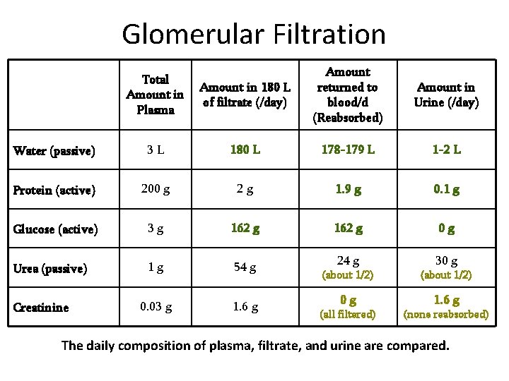 Glomerular Filtration Amount in 180 L of filtrate (/day) Amount returned to blood/d (Reabsorbed)