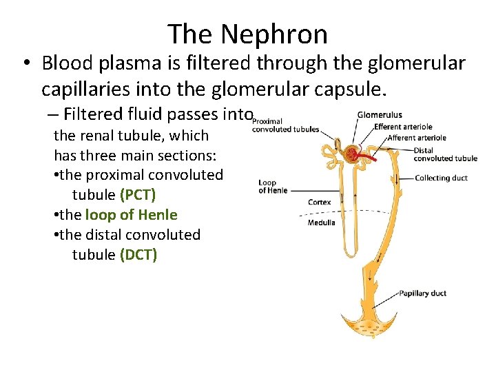 The Nephron • Blood plasma is filtered through the glomerular capillaries into the glomerular