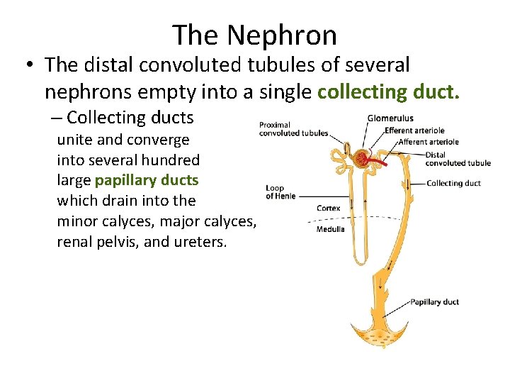 The Nephron • The distal convoluted tubules of several nephrons empty into a single