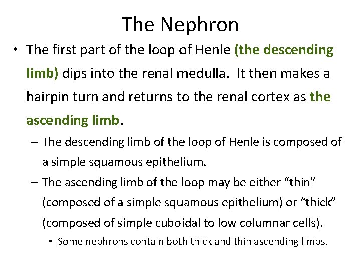 The Nephron • The first part of the loop of Henle (the descending limb)