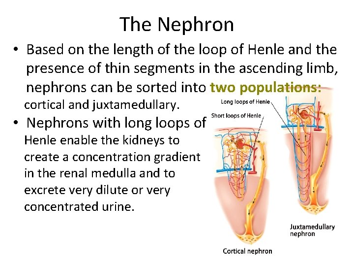 The Nephron • Based on the length of the loop of Henle and the