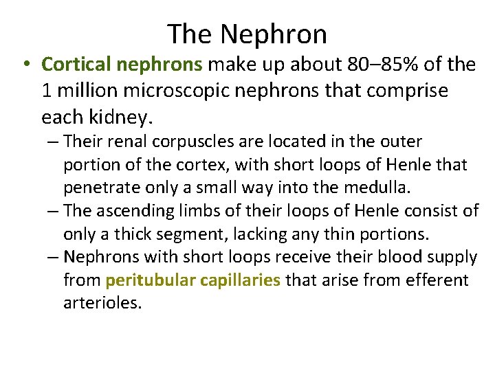 The Nephron • Cortical nephrons make up about 80– 85% of the 1 million