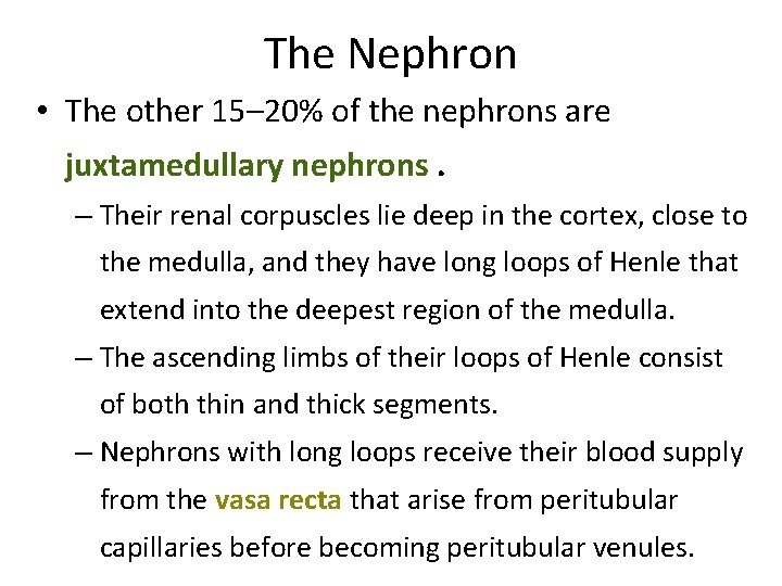 The Nephron • The other 15– 20% of the nephrons are juxtamedullary nephrons. –