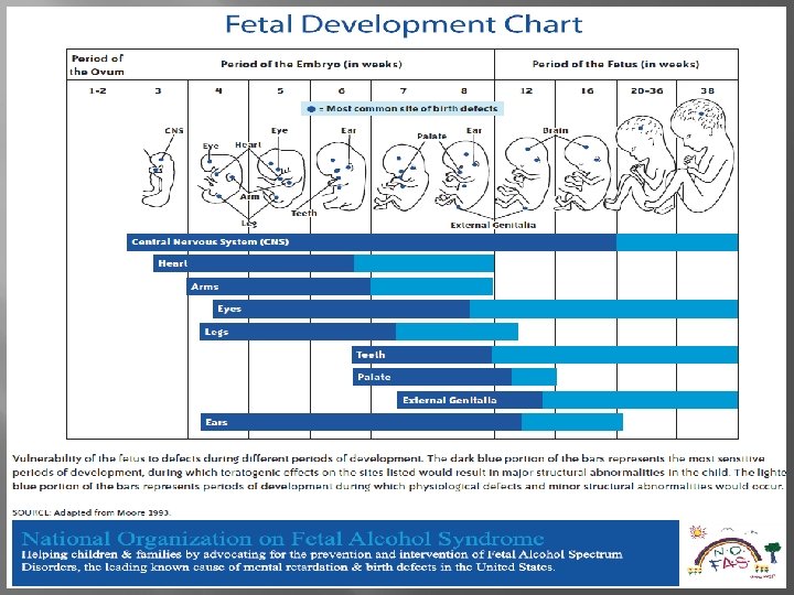  6 -9 weeks = FAS facial features Organ damage in first 12 weeks