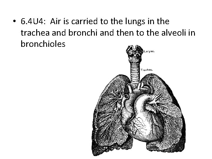  • 6. 4 U 4: Air is carried to the lungs in the