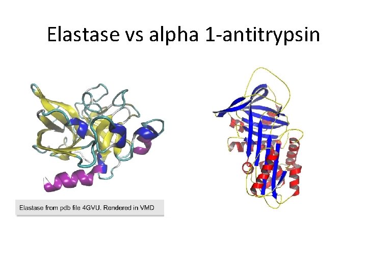 Elastase vs alpha 1 -antitrypsin 