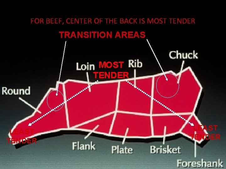 FOR BEEF, CENTER OF THE BACK IS MOST TENDER TRANSITION AREAS MOST TENDER LEAST
